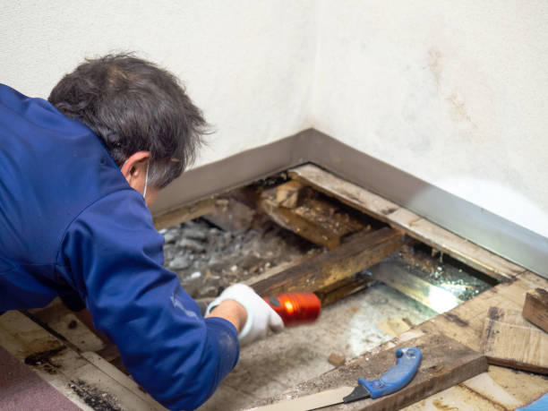 Cypress Lake, FL Mold Remediation Company